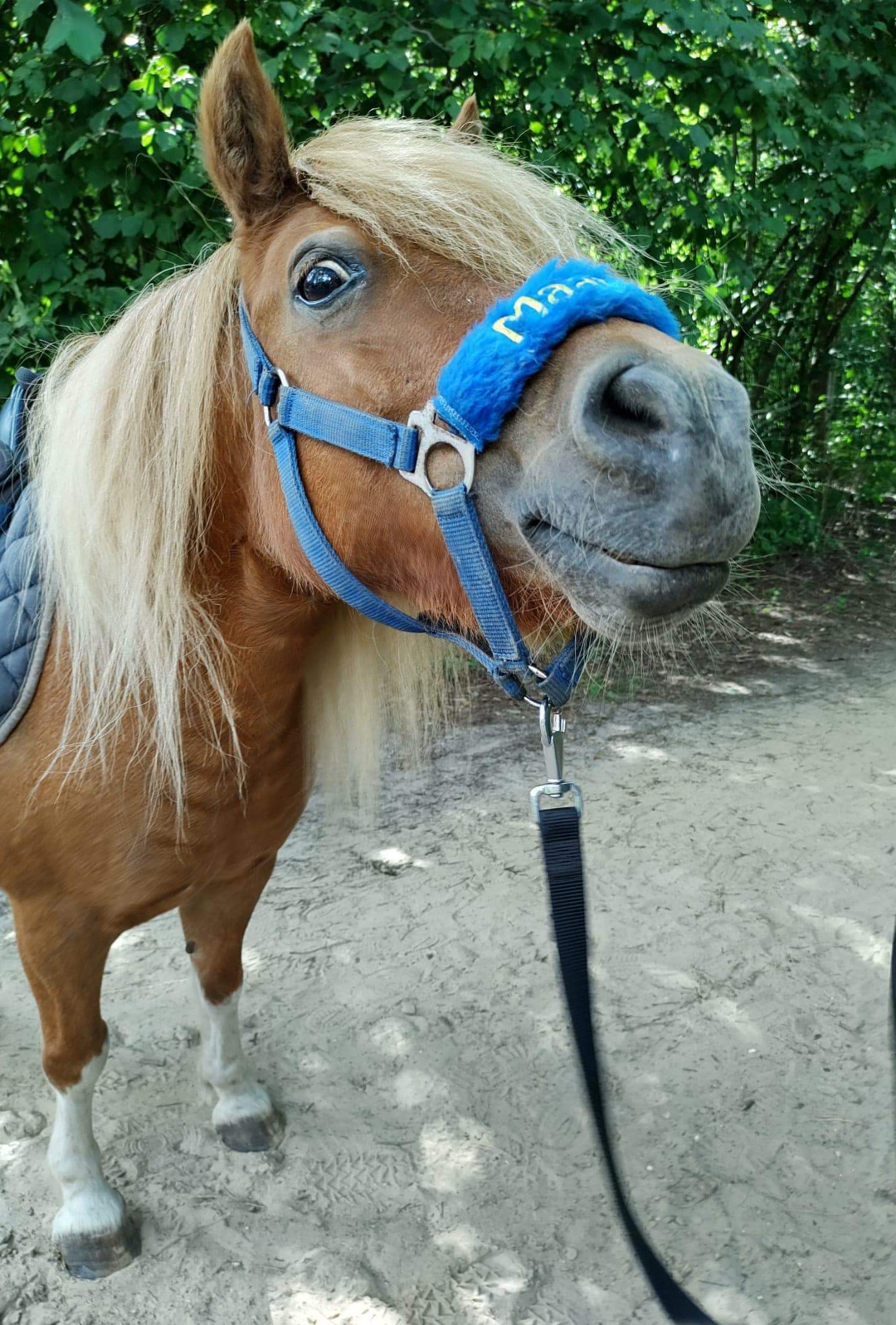 Pony rides for kids